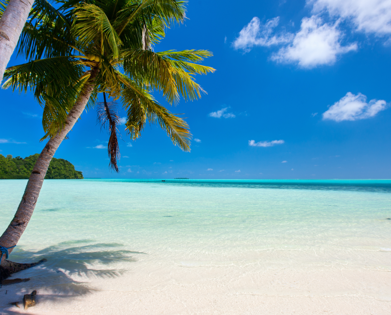 a palm tree overlooking a beach